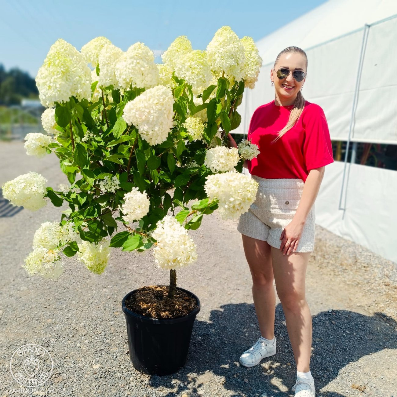 Obrázok Hortenzia metlinatá (Hydrangea paniculata) 'LIMELIGHT'® - výška 130-150 cm, kont. C25L - NA KMIENKU